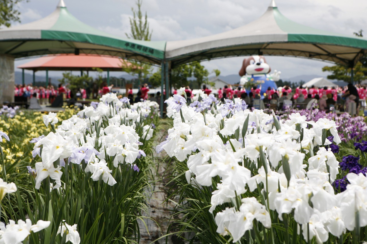 横手市 「浅舞公園あやめまつり」が開催されます 6 21～29