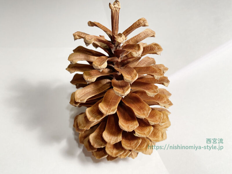 クリスマスワークショップの第２弾 「松ぼっくりツリー作り」を行います。 大っきなダイオウ松の松ぼっくりで おしゃれでかわいい ナチュラルテイストの クリスマスツリーを作りませんか。 期日：１２月１日 日時間：１０：００～１２：００ 参加費：２０００円 材料