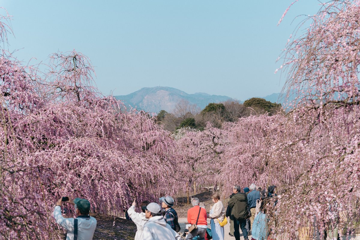 必見！世界に誇る美しさ！開園10周年を迎える、鈴鹿市 鈴鹿の森庭園 しだれ梅まつり をご紹介します♪観光三重 かんこうみえ三重県の観光・旅行情報はここ