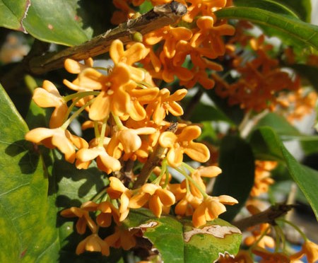 10月10日〜366日の誕生石〜differencee ディファレンシー 公式