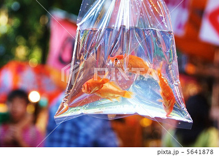 50個 まるで水が入っているような樹脂製金魚袋 縁日 お祭り 夏A479パーツブランチショップ