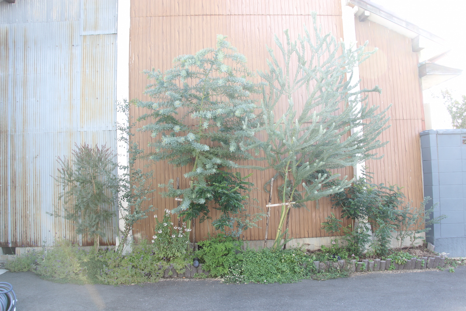 生木のクリスマスツリーの世話と植え方ELLE DECORエル・デコ