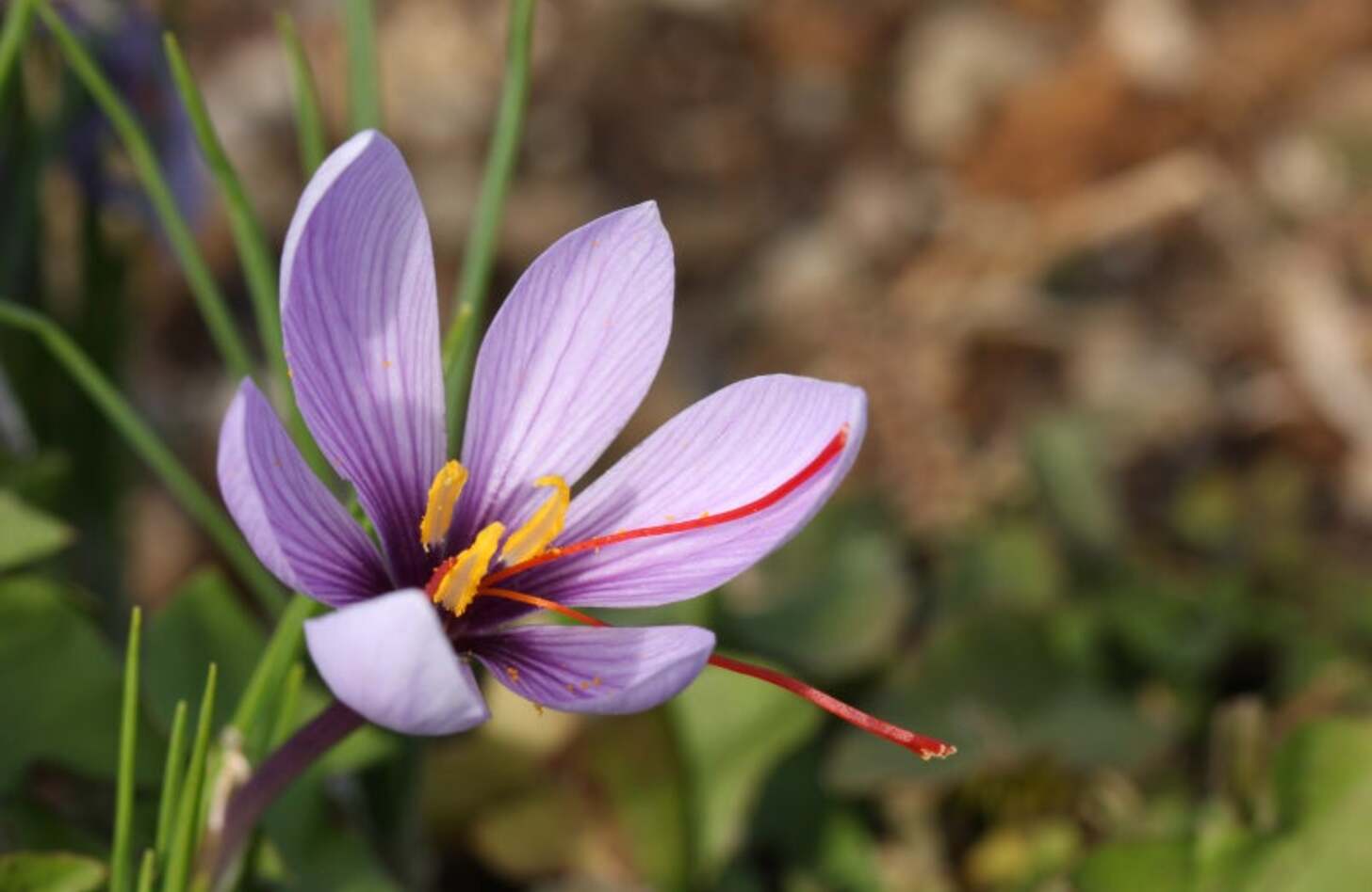 キバナサフランモドキは、高さ20～30cmの花茎の先端に鮮やかな黄色の花をつける。2センチ前後で6裂で咲く花 は上向きで、まるで語りかけてくるようで可愛いく人気ものだ。花の命は1～3日と短いが次々に花茎がやまのぼ
