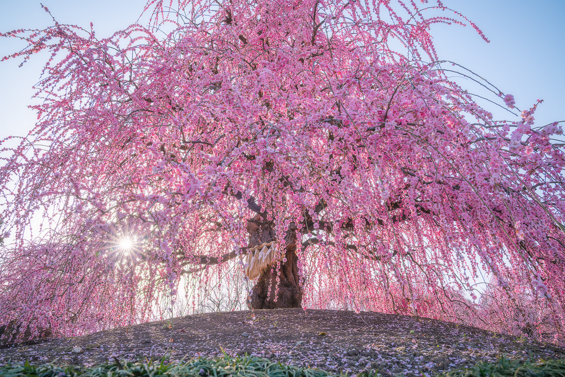世界に誇る三重の本気！早春を告ぐ圧巻の花景色、鈴鹿の森庭園 2025年しだれ梅まつりの必見情報をお伝えします♪観光三重 かんこうみえ三重県の観光・旅行情報はここ