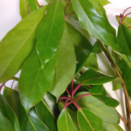 ゆずり葉お正月飾り Yahoo!フリマ 旧PayPayフリマ