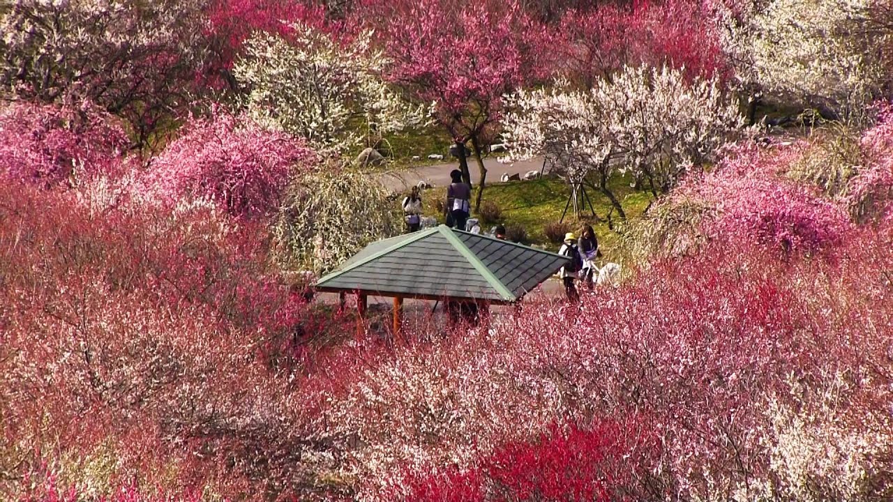 2023 いなべ市農業公園の梅園 4K-HDRUme Garden At Inabe City Farming Park UHD-HDR