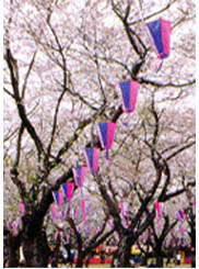 桜ボンボリ: 季節装飾・造花販促物・販促通販の POP GALLERY ポップギャラリ