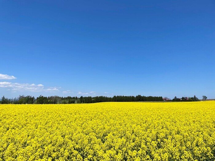 2025たきかわ菜の花まつり～丘陵地に咲く菜の花～ 北海道観光ぐうたび北海道