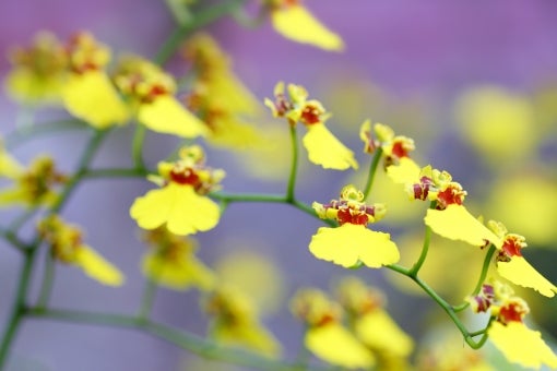 オンシジューム オンシジウム の花言葉は怖い？黄色・白など色別の意味はある