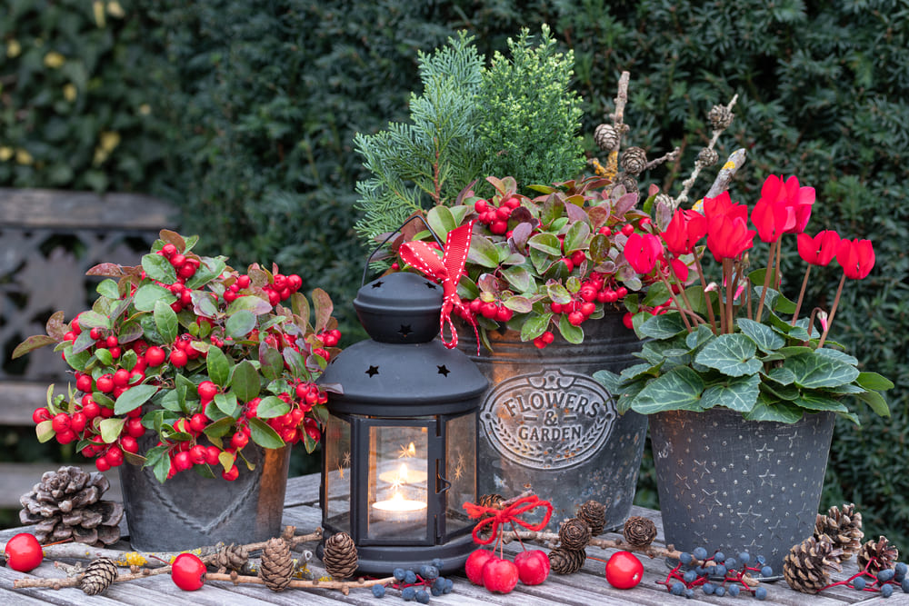 多肉ツリーの作り方！クリスマスに飾りたいキュートな寄せ植えのやり方HORTI by GreenSnap