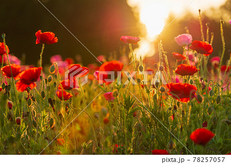 一面のお花畑に感動！こうのす花まつり、おみやげはいがまんじゅうと甘くないスイーツ＠鴻巣リビング埼玉Web