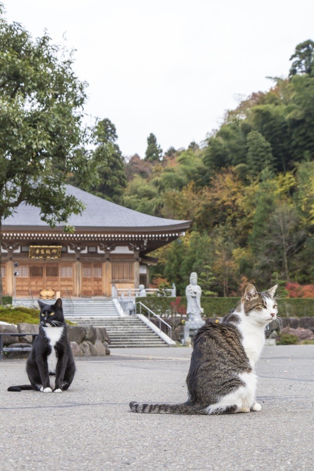 御誕生寺 - Meethe