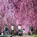 芝公園の桜東京タワーと桜の組み合わせが美しい花見スポットですKANAMARI かなまり