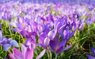 1 24の誕生花は「 サフラン 」です。 花言葉は「 慎ましい態度 」です。 アヤメ科の球根植物で、地中海沿岸原産。古代から貴重なハーブとして栽培されました。 秋に、青紫の花を咲かせます。雌しべの先端が赤く、乾燥させると黄の染料がとれます。 ＊ 一日一花。 『誕生