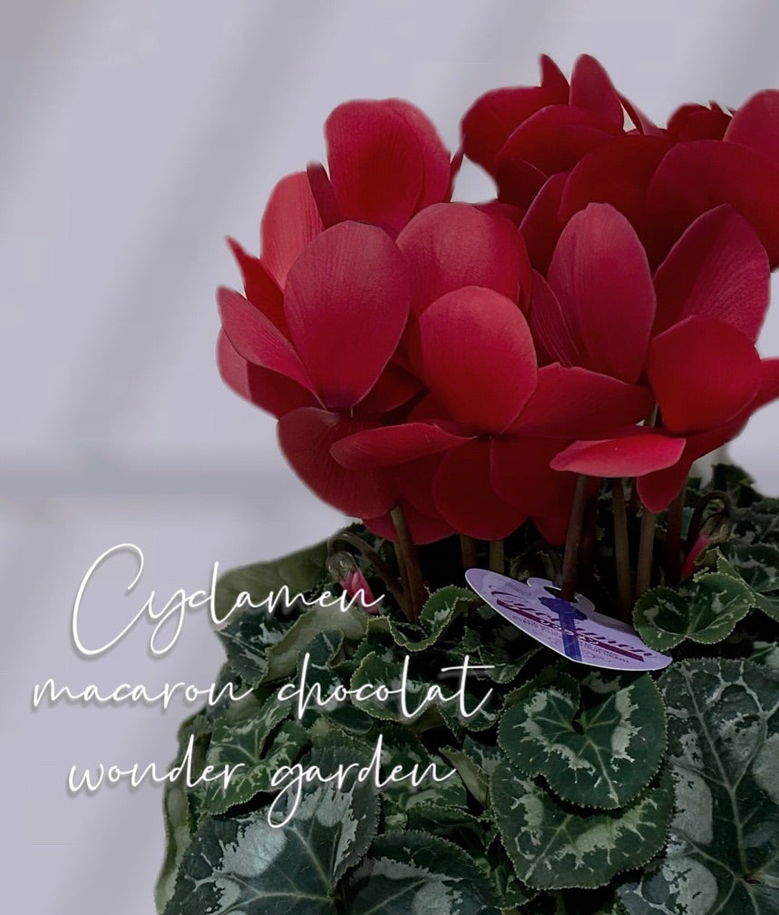 心に寄り添う寄せ植えアネモネガーデンシクラメンふんわりアリッサムクリスマスピックつき