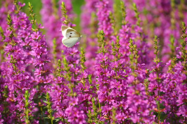 ミソハギの花が咲きました