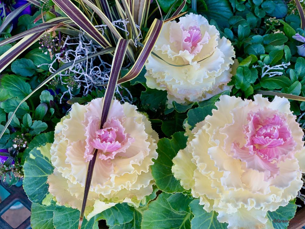 お正月に飾る葉牡丹の寄せ植え特集