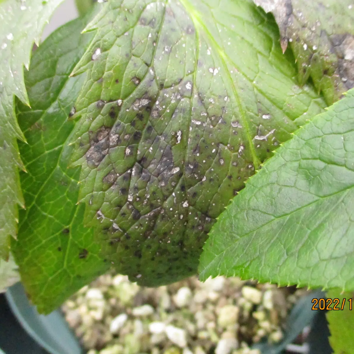 松村ナーセリーさんのクリスマスローズ：月白 ゲッパク23-04 3号ポット 1年生苗の通販園芸ネット