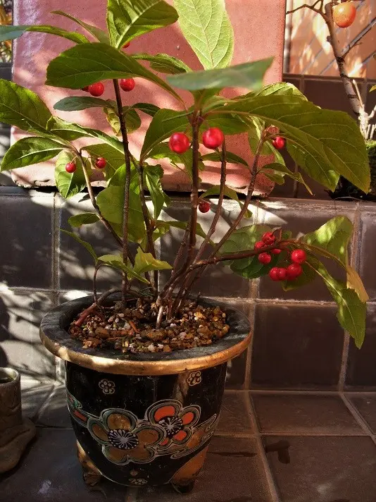 さつき盆栽『樹づくりの魅力と真髄』盆栽、盆栽書籍、盆栽鉢の通販│近代出版