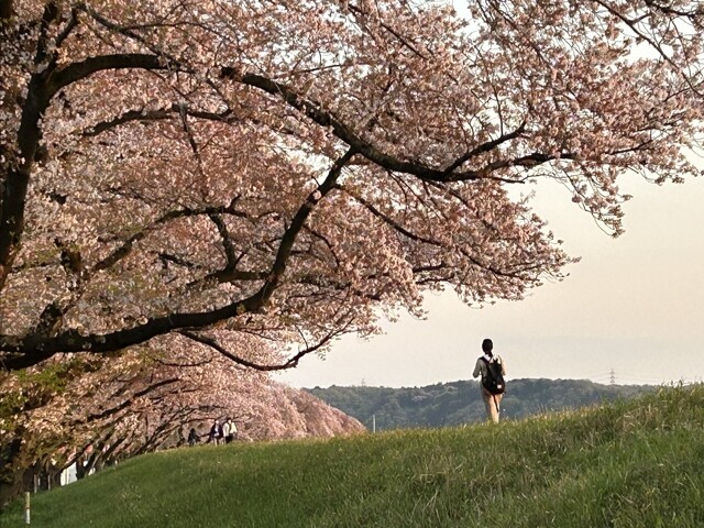 福岡城さくらまつり 2025 舞鶴公園 ～約1,000本の桜と盛りだくさんのイベント。期間中『春の天守閣』も登場！イベント一覧公式 福岡市観光情報サイト よかなび
