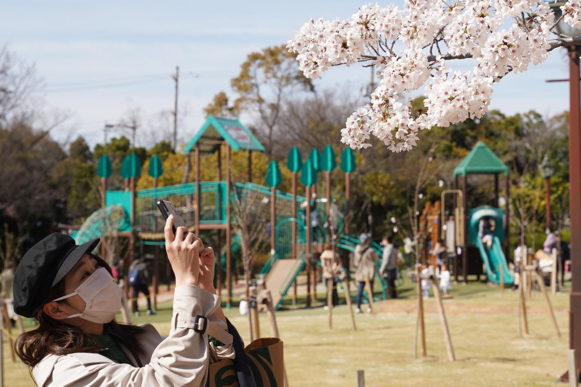 明石公園桜まつり愛知県碧南市公式観光サイト へきなん観光ナビ