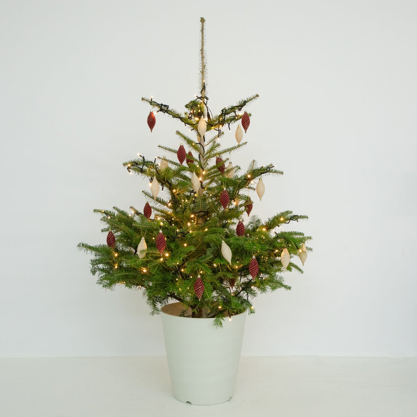 クリスマスツリーといえばもみの木！お手軽サイズのアレンジメント – 土と風の植物園