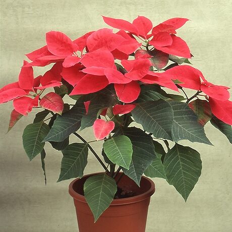 ポインセチアだけじゃない！クリスマスに飾りたい20の花＆グリーン