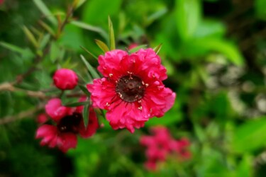 クリスマスや年末を鮮やかに彩る情熱的な「赤い花」きらめく季節におすすめのアイテムを展開第一園芸株式会社のプレスリリース