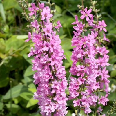 お盆に飾るミソハギの花の意味と飾り方供花としてのマナーと使い方ガイド – 花・花束の通販サイトHanaTaku