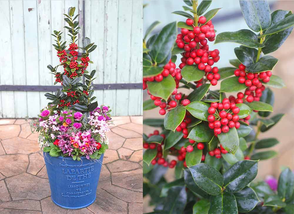 お正月に飾りたい寄せ植え三次花壇 十日市店のニュースまいぷれ 三次市