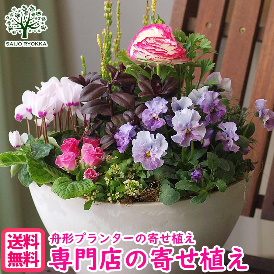 楽天市場 寄せ植え クリスマスの通販