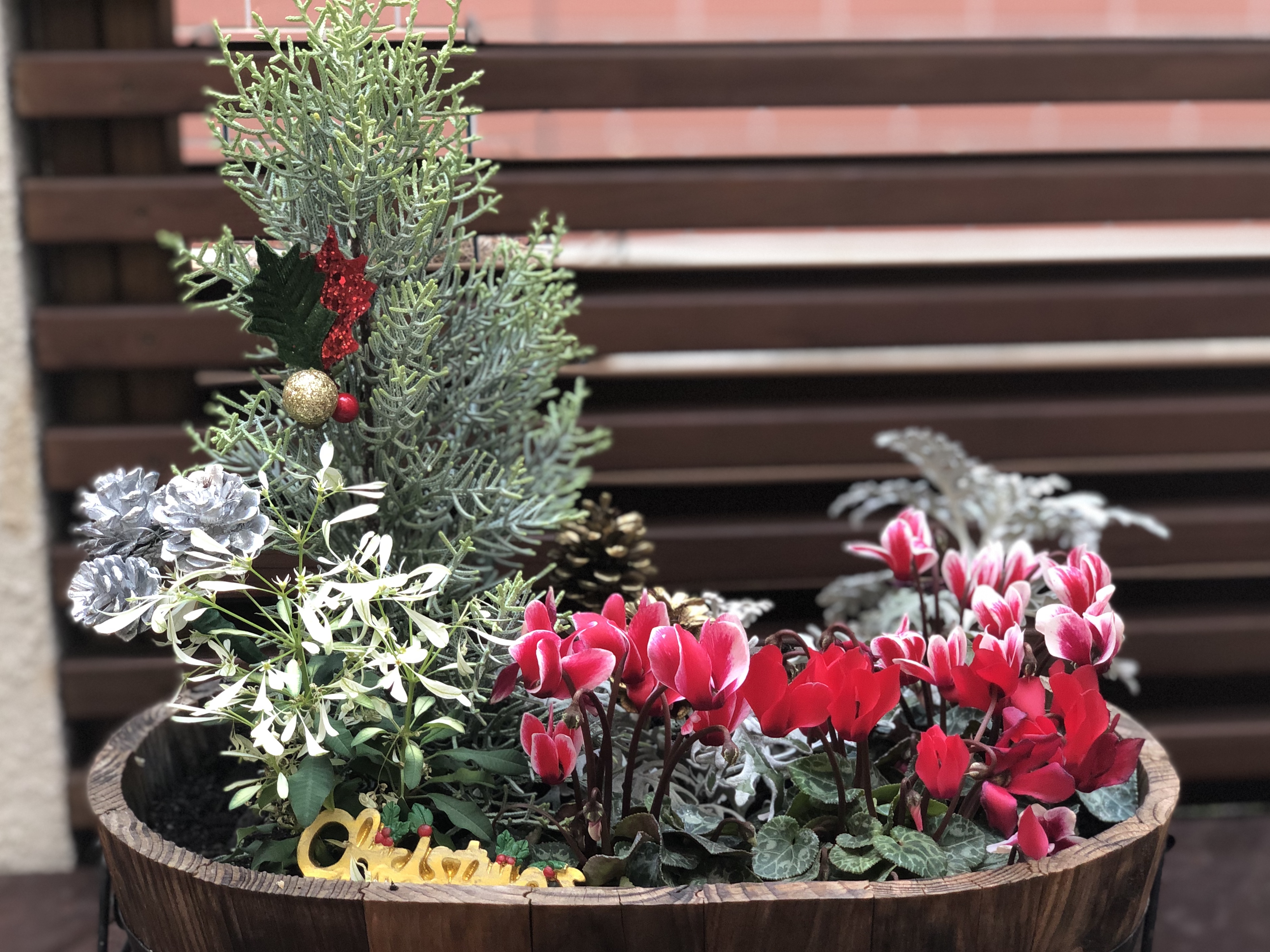 ガーデンシクラメンを使ったクリスマスのアレンジメント食べるプラス