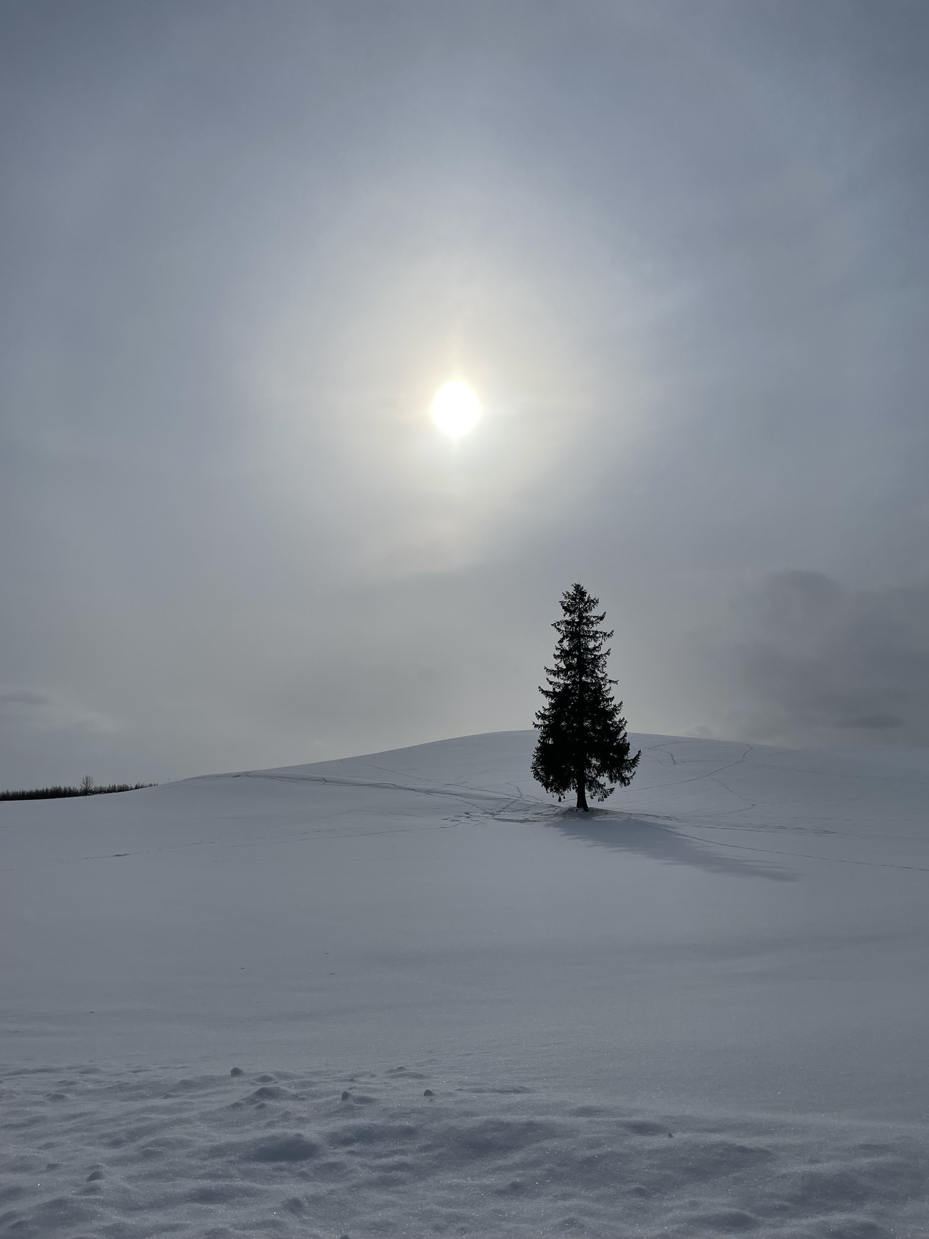クリスマスツリーの木 冬の楽しみVilla Skavla北海道美瑛