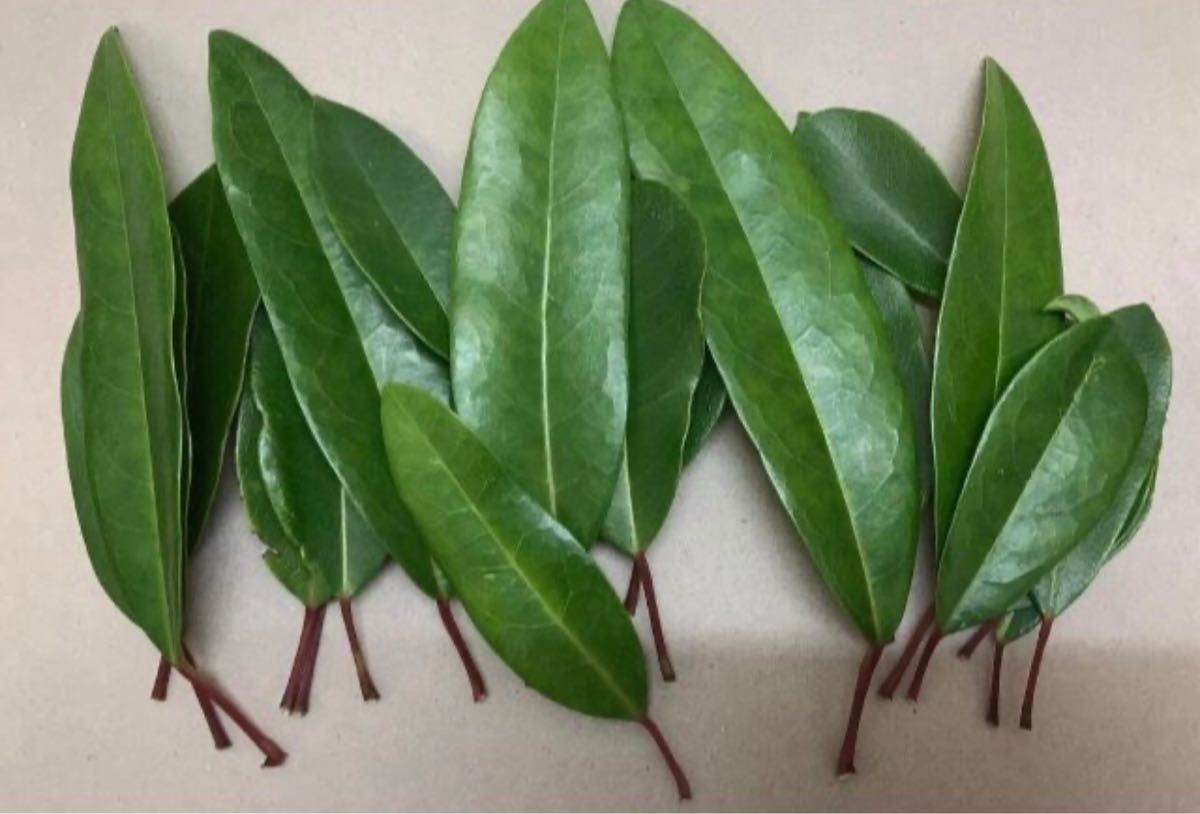 ゆずり葉 正月の写真素材 - PIXTA