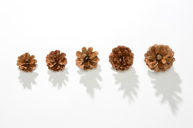 簡単で可愛い松ぼっくりのツリーを作ってみよう！作り方や作品例🍀GreenSnap グリーンスナップ