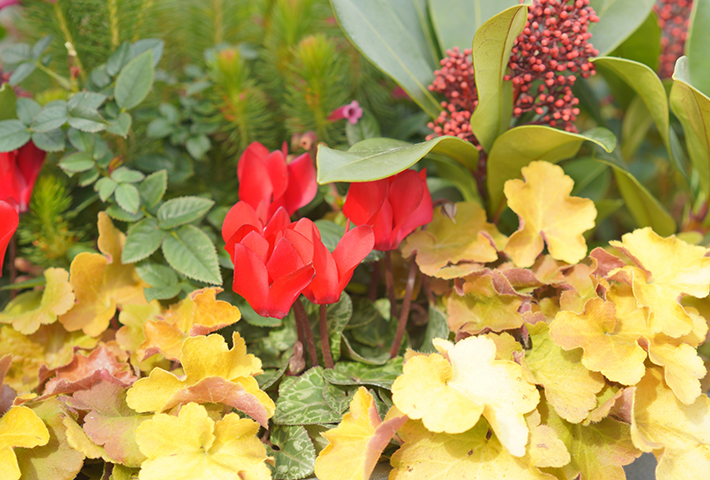 冬の寄せ植えにおすすめガーデニングに向いている草花13選植物とあなたをつなぐPlantia