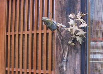 ＜季節の行事＞節分に柊鰯 ひいらぎいわし を作ってお家に飾ろうエコルとごし