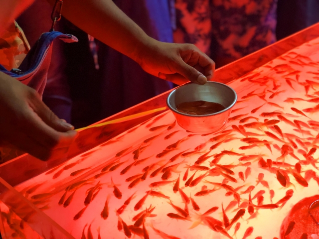 金魚すくいの金魚がすぐ死んじゃう原因と生存率を上げる7つの方法アクアリウムTIPS「金魚の飼い方事典」