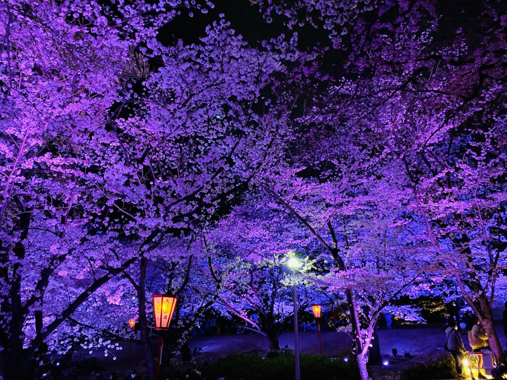 2025年 愛知・名古屋の「桜祭り」33選！グルメもイベントも楽しもうtabemaro たべまろ