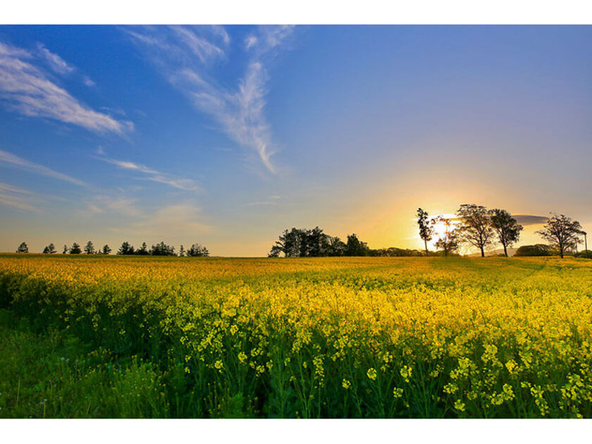 たきかわ菜の花まつり 前年比6千人増の7万8千人が来場北海道- プレス空知