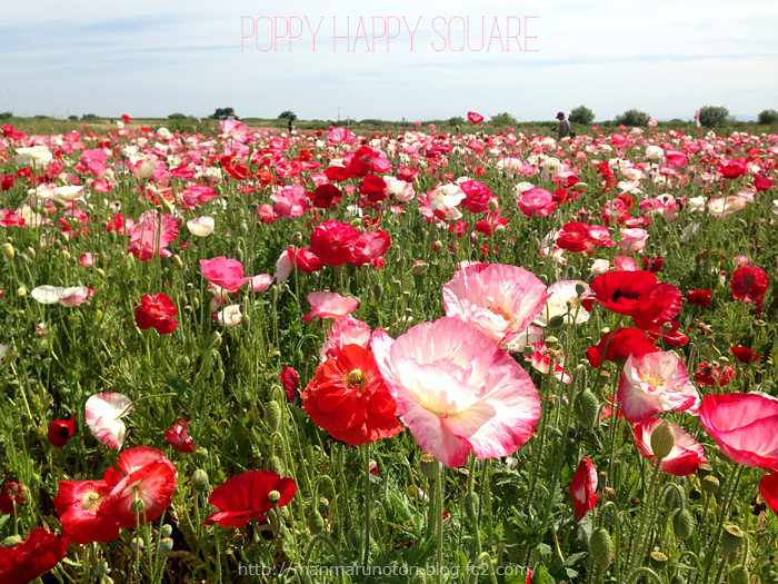 こうのす花まつり 馬室会場 ポピー・ハッピースクエア に行ってきました。 - 中西こうじろう ナカニシコウジロウ選挙ドットコム