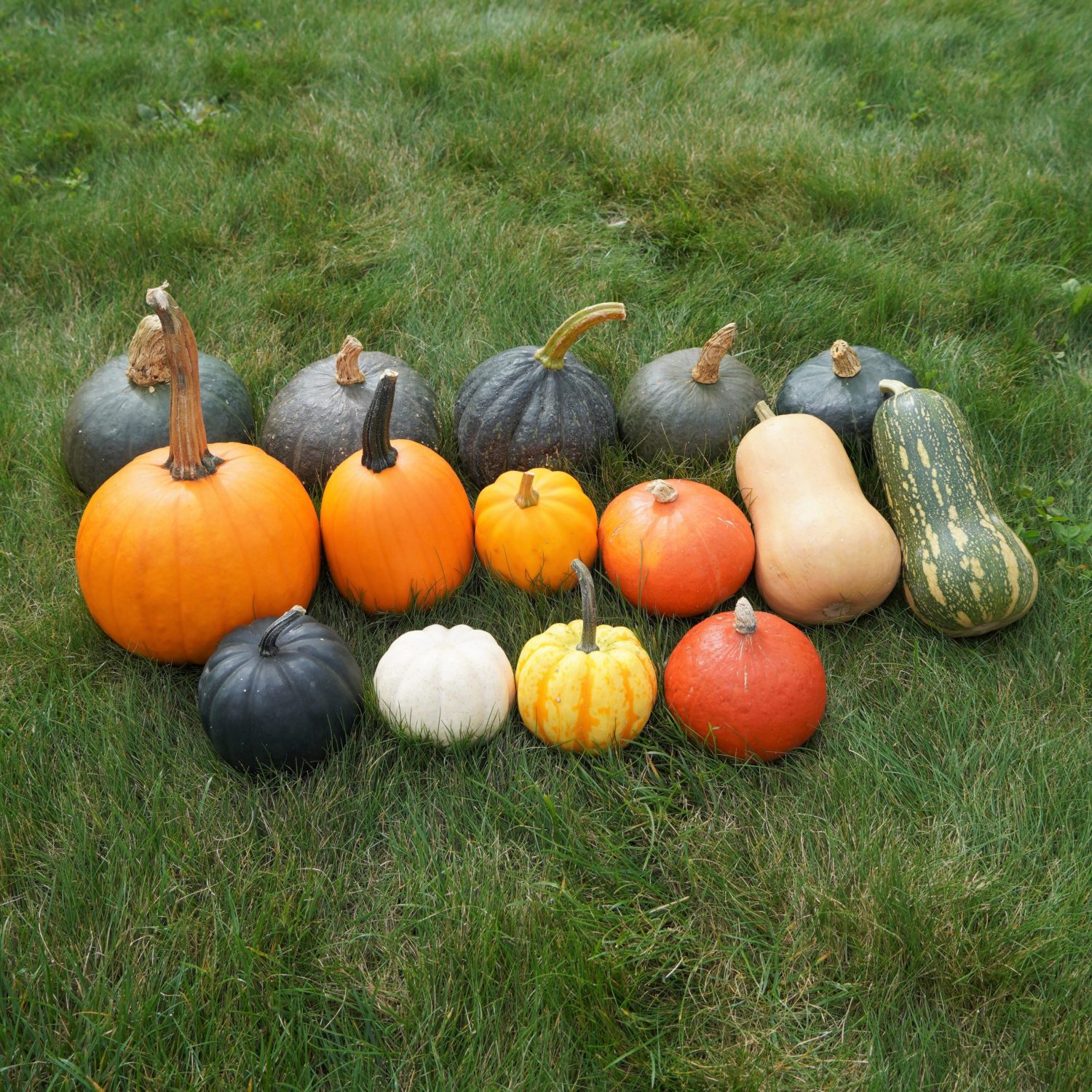 ハロウィンかぼちゃとは大きさの種類・品種など花の情報局