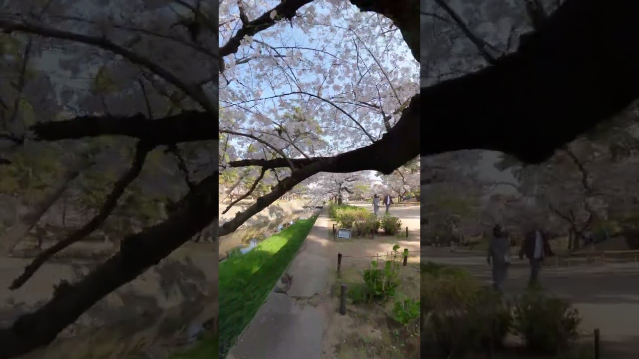 京都府の「屋台」が楽しめる桜名所 お花見2025 - ウォーカープラス