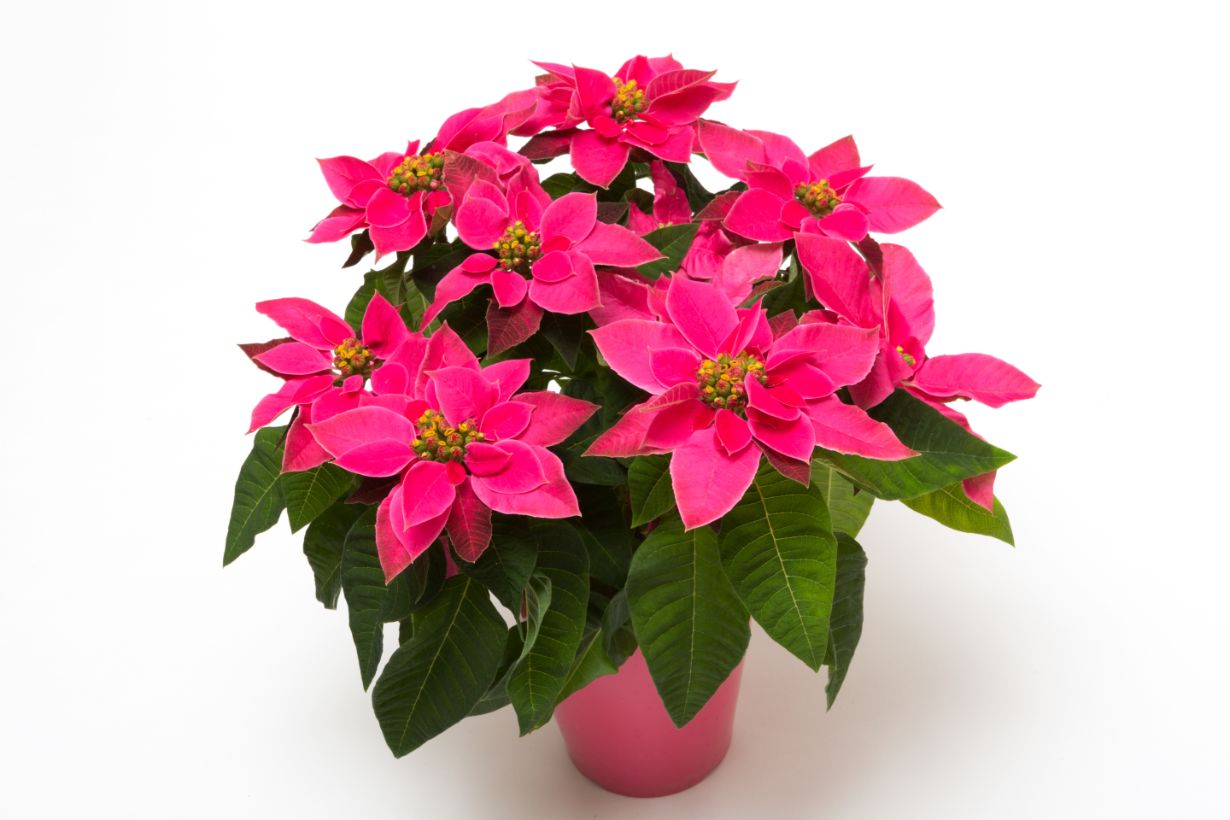 クリスマスの植物といえば？『Love myself』いくつになってもキラキラと☆彡人生を楽しむブログ♡