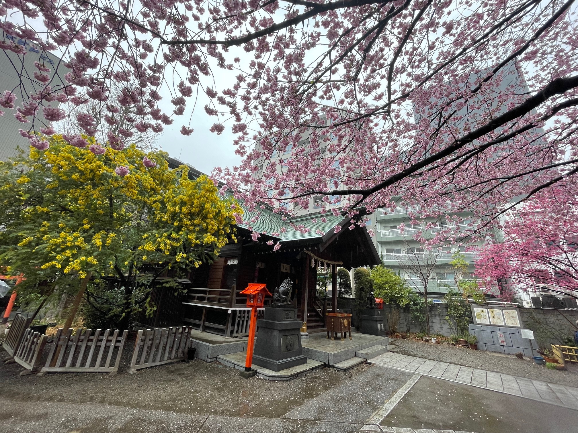 蔵前神社2024！ミモザと早咲き桜が満開&見ごろ！3月9日現在の開花状況&混雑状況は？ - One Access