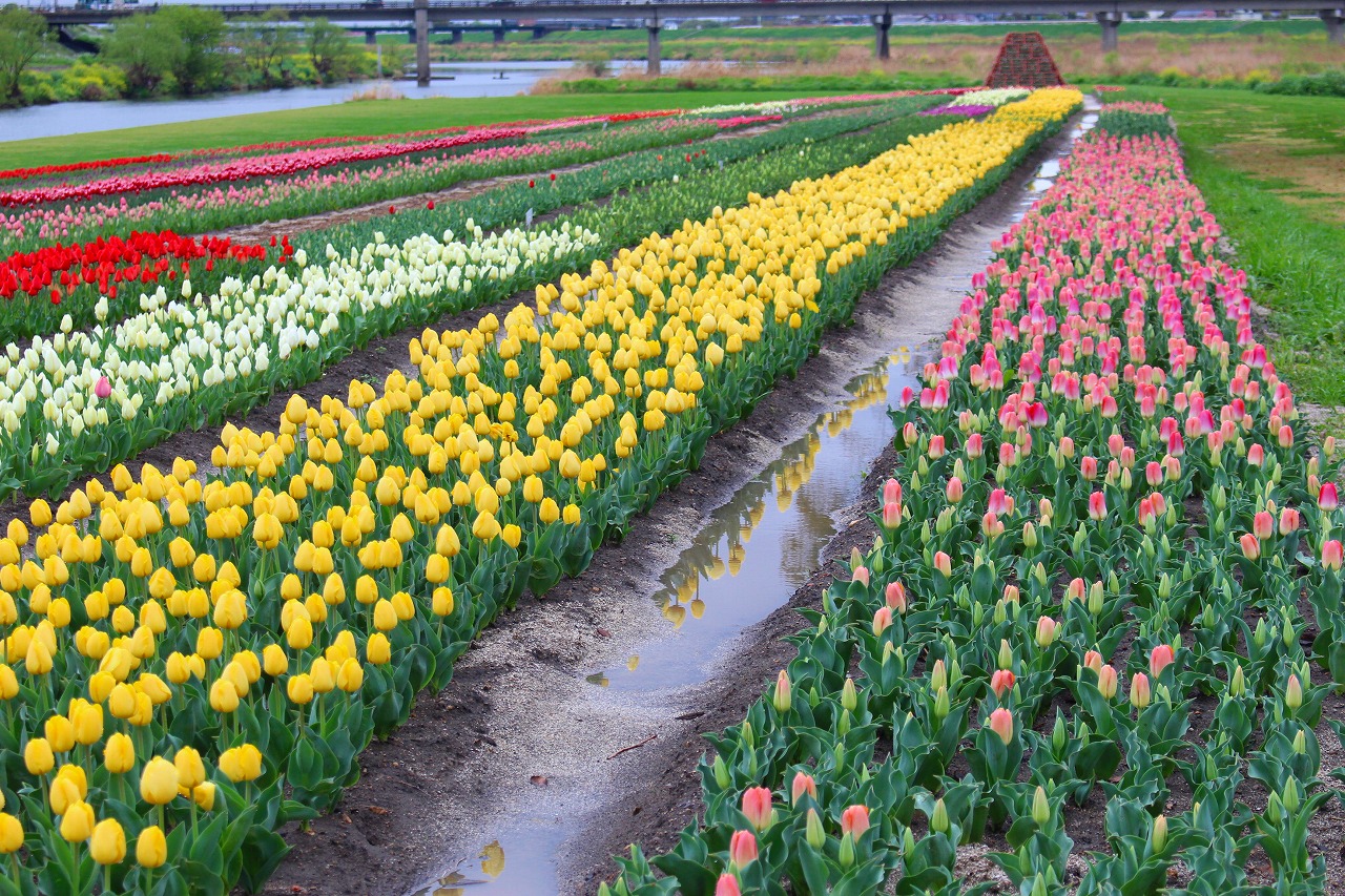 直方市 15万本のチューリップが咲き誇る！「のおがたチューリップフェア2025」イベント情報直方市のプレスリリース