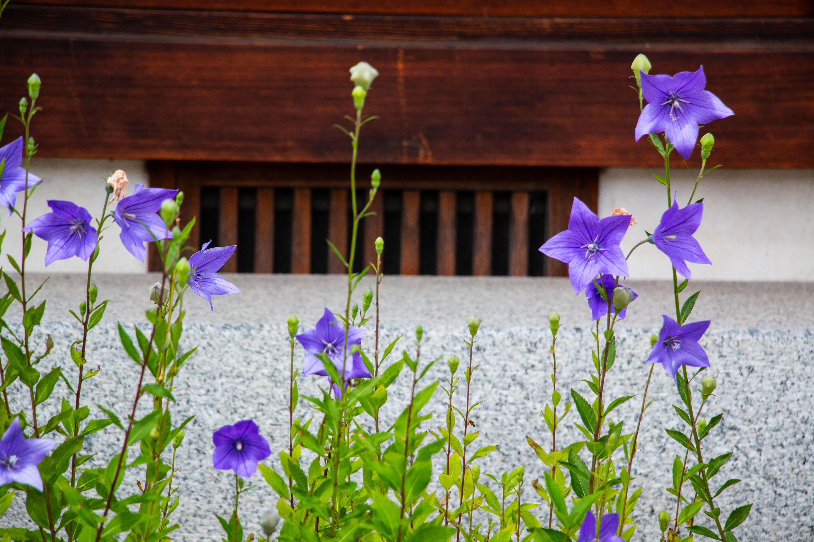 真言宗智山派 総本山智積院の桔梗紋真言宗智山派 円泉寺埼玉県飯能市武蔵野七福神 福禄寿 札所・銭洗い弁天・永代供養塔 永代供養墓 ・墓地・ペット供養