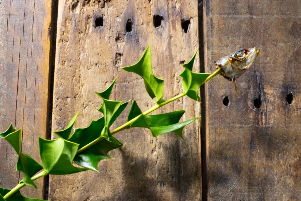 節分飾りの意味やタイミングは？柊鰯 ひいらぎいわし とは？村松虚空蔵尊だより