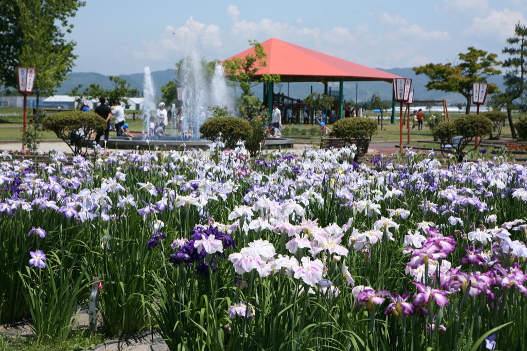 ぶらり、第42回 浅舞公園あやめまつり@浅舞公園 横手市: カメラを持ってぶらりと散歩♪