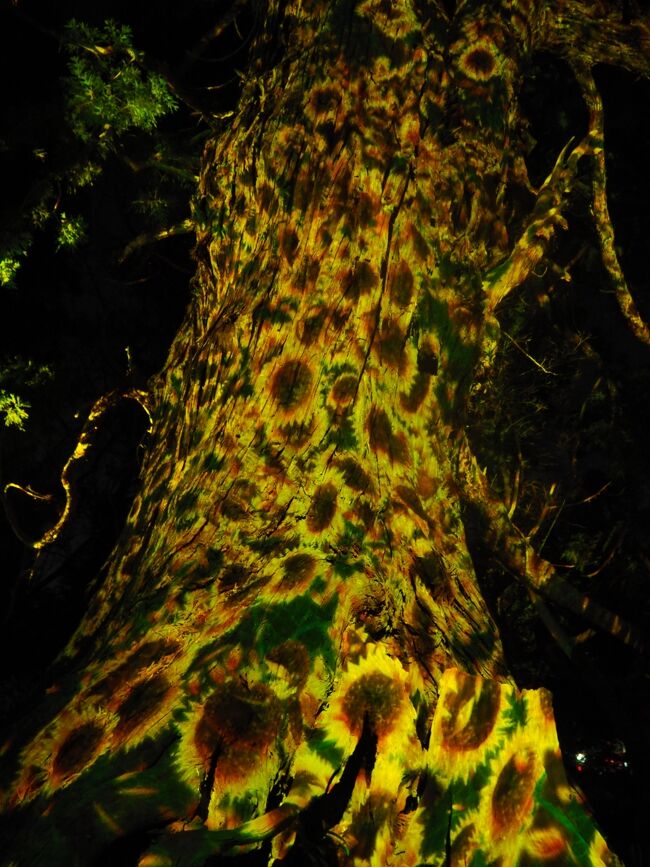 偕楽園の梅まつりのライトアップ・花火はいつ？2025年「夜梅祭」の日程と見どころ茨城観光・グルメ情報ブログイバトリ